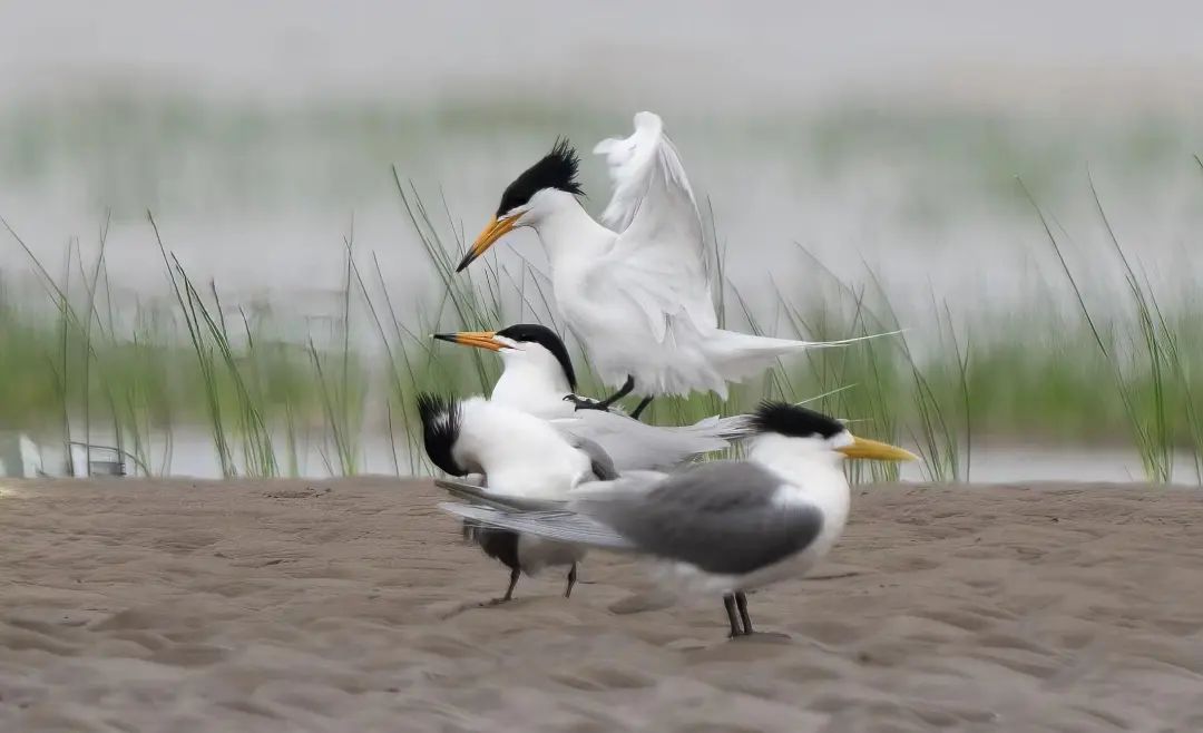 2024年度闽江河口湿地“鸟口普查”结果出炉