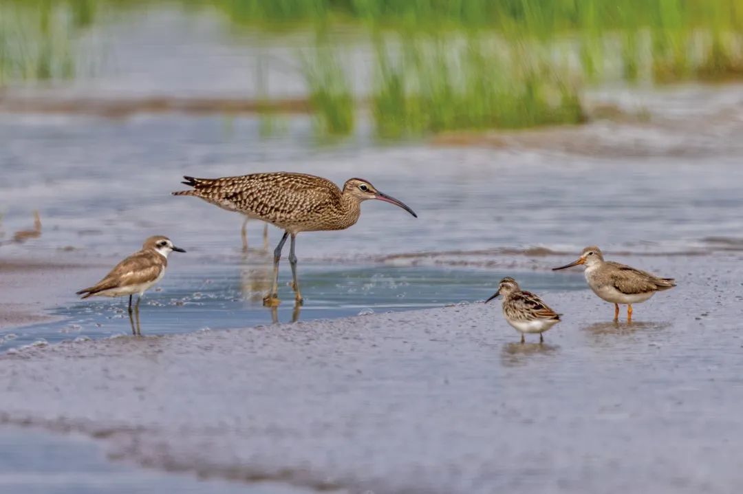 2024年度闽江河口湿地“鸟口普查”结果出炉