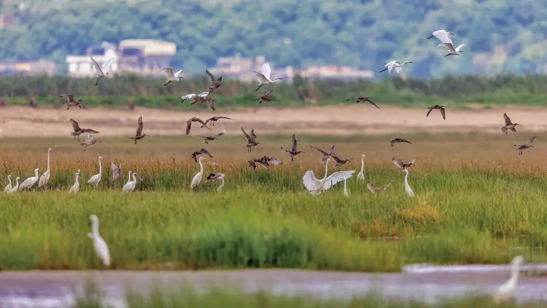2024年度闽江河口湿地“鸟口普查”结果出炉