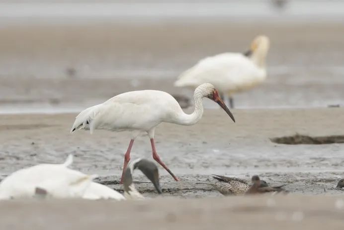 2024年度闽江河口湿地“鸟口普查”结果出炉
