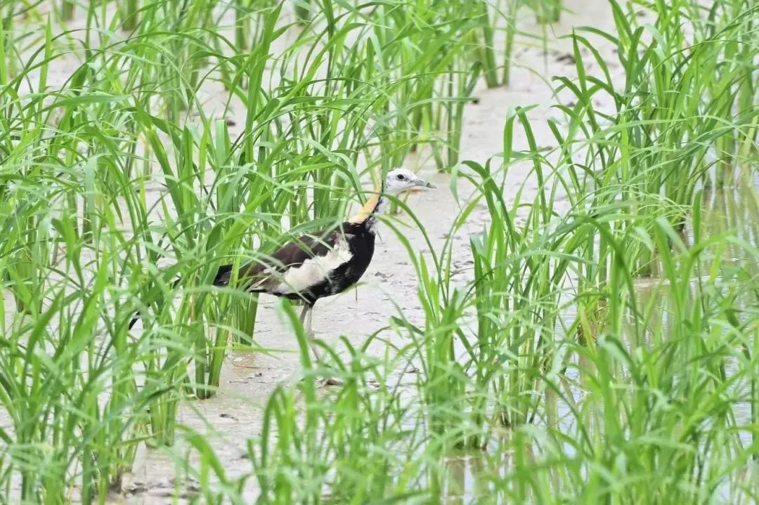 2024年度闽江河口湿地“鸟口普查”结果出炉