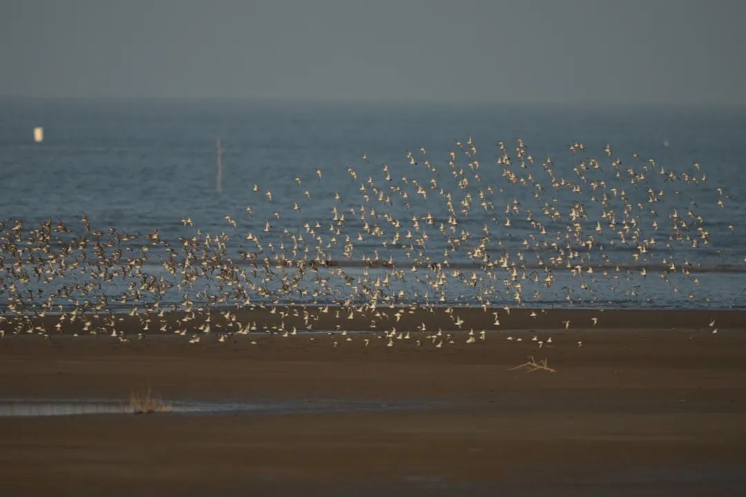 2024年度闽江河口湿地“鸟口普查”结果出炉