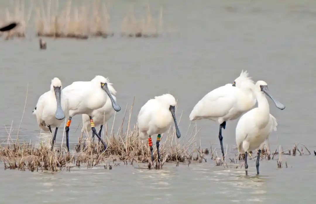 2024年度闽江河口湿地“鸟口普查”结果出炉