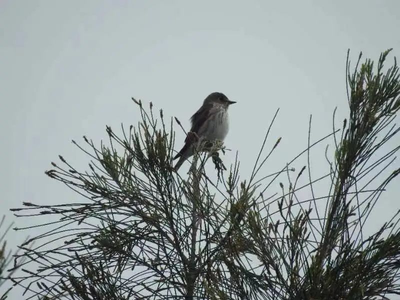 2024年度闽江河口湿地“鸟口普查”结果出炉