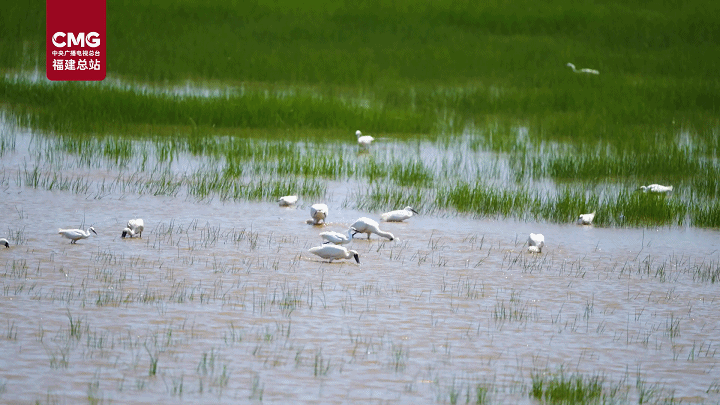 “天空精灵”齐聚闽江河口湿地 中华凤头燕鸥花式谈恋爱