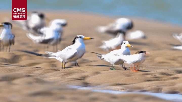 “天空精灵”齐聚闽江河口湿地 中华凤头燕鸥花式谈恋爱