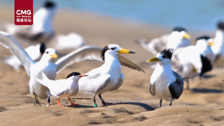 “天空精灵”齐聚闽江河口湿地 中华凤头燕鸥花式谈恋爱