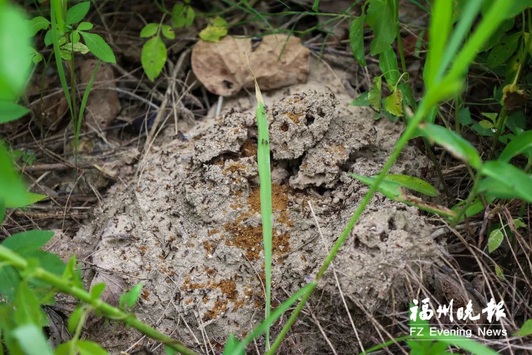不要碰！发现立即上报！福州有人被咬伤！