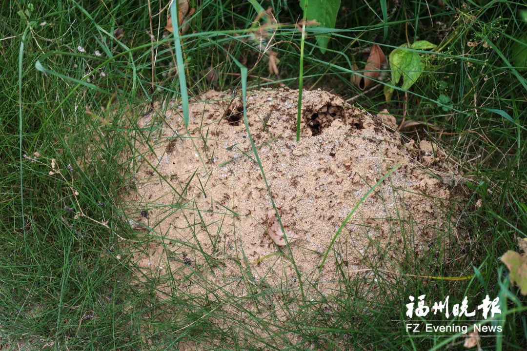 不要碰！发现立即上报！福州有人被咬伤！