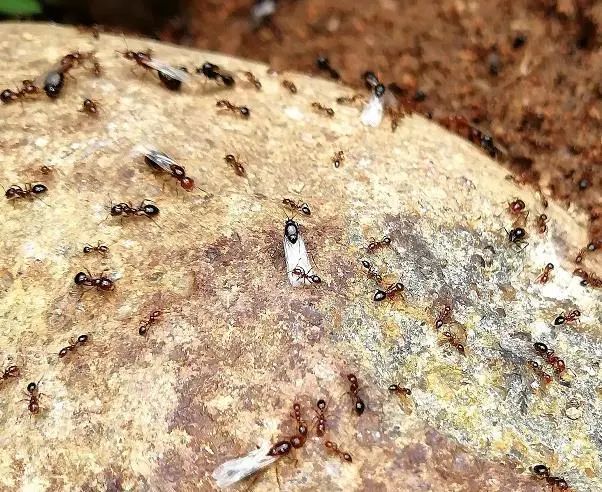 不要碰！发现立即上报！福州有人被咬伤！