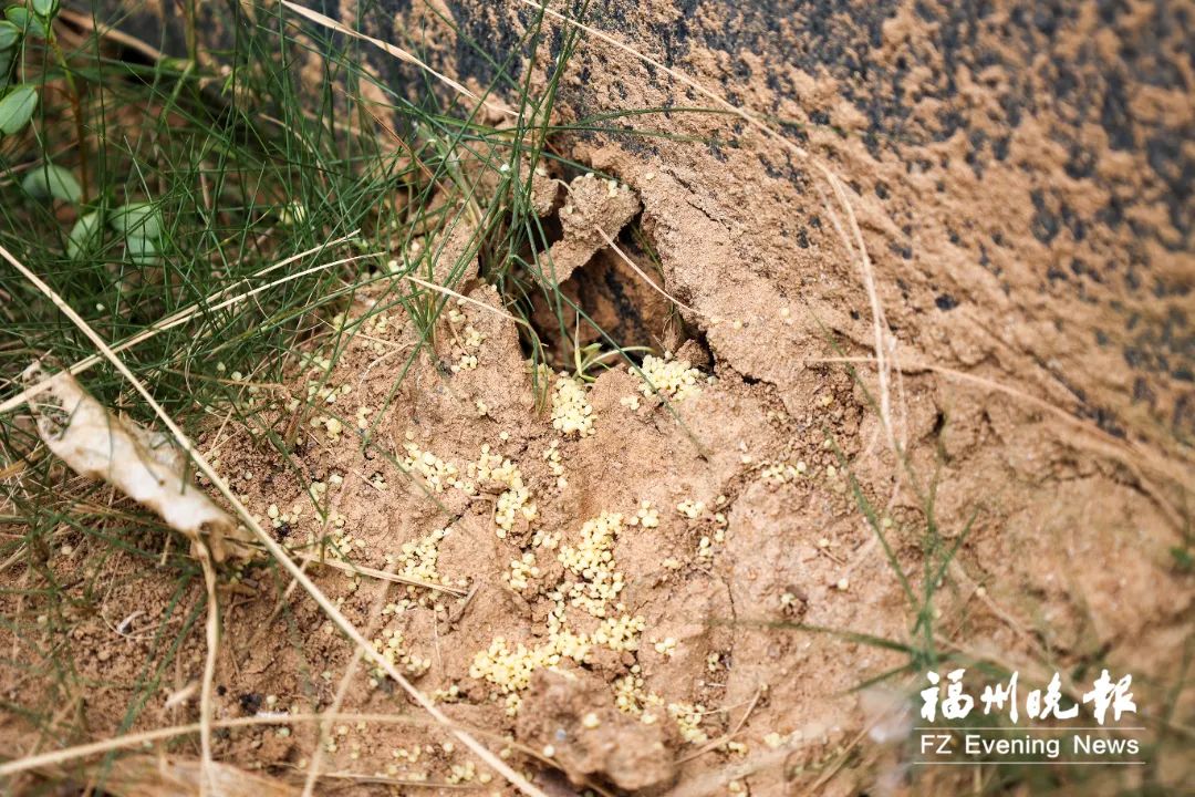 不要碰！发现立即上报！福州有人被咬伤！