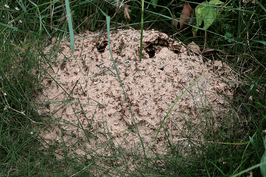 不要碰！发现立即上报！福州有人被咬伤！