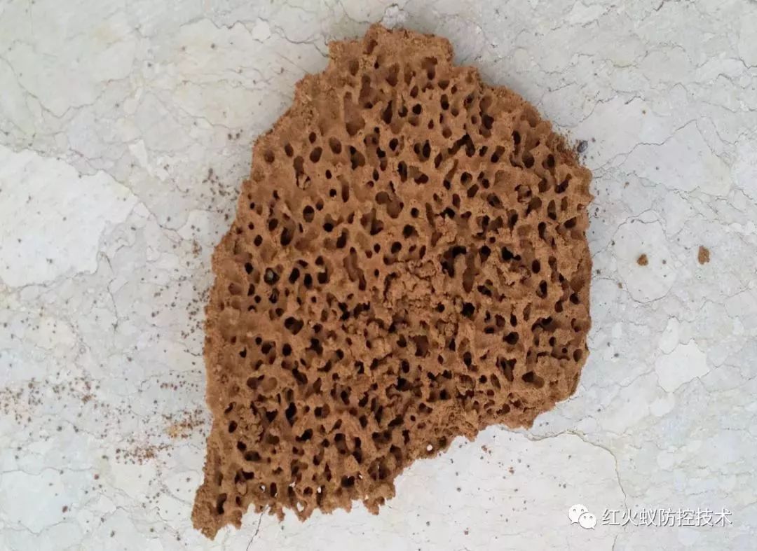 不要碰！发现立即上报！福州有人被咬伤！