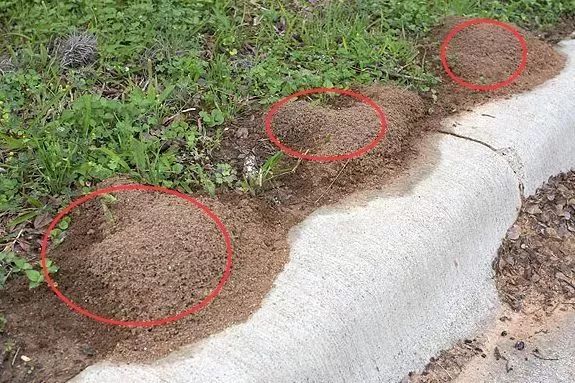 不要碰！发现立即上报！福州有人被咬伤！