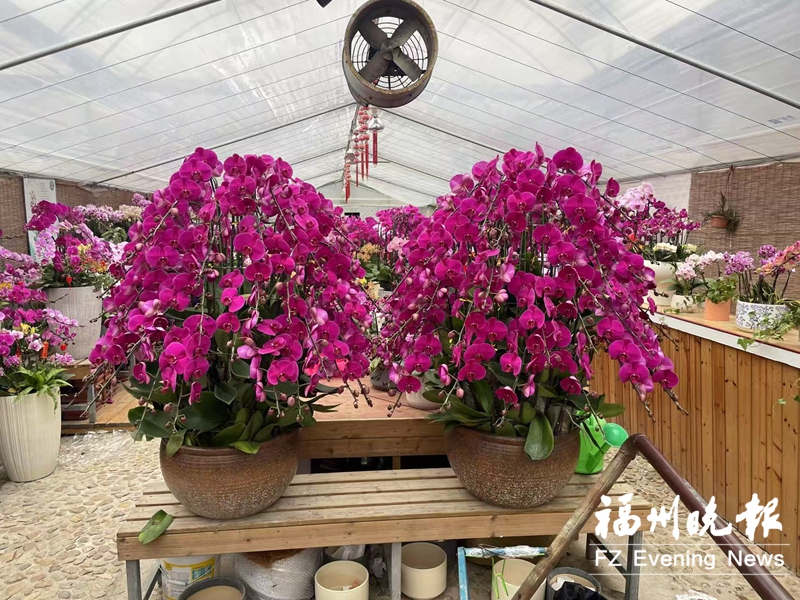 智能温室声波育花苗 福清蝴蝶兰“听”出好状态