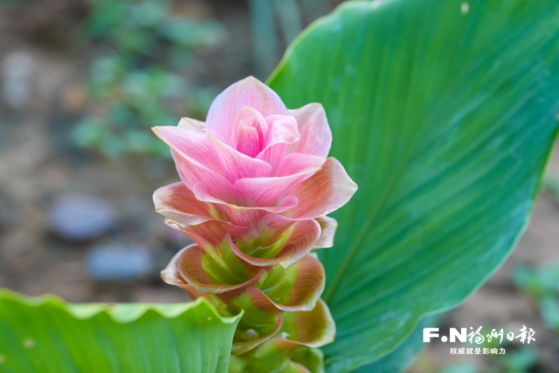 花海公园4000平方米姜荷花初绽  今年引入八大特色品种