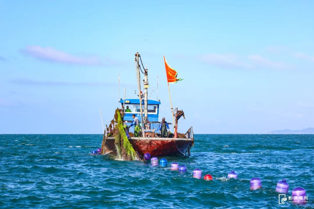 鲜美！“生蚝界白富美”来了！