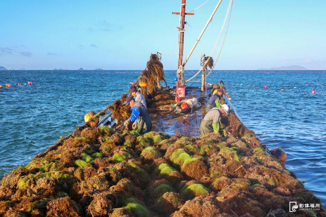 鲜美！“生蚝界白富美”来了！