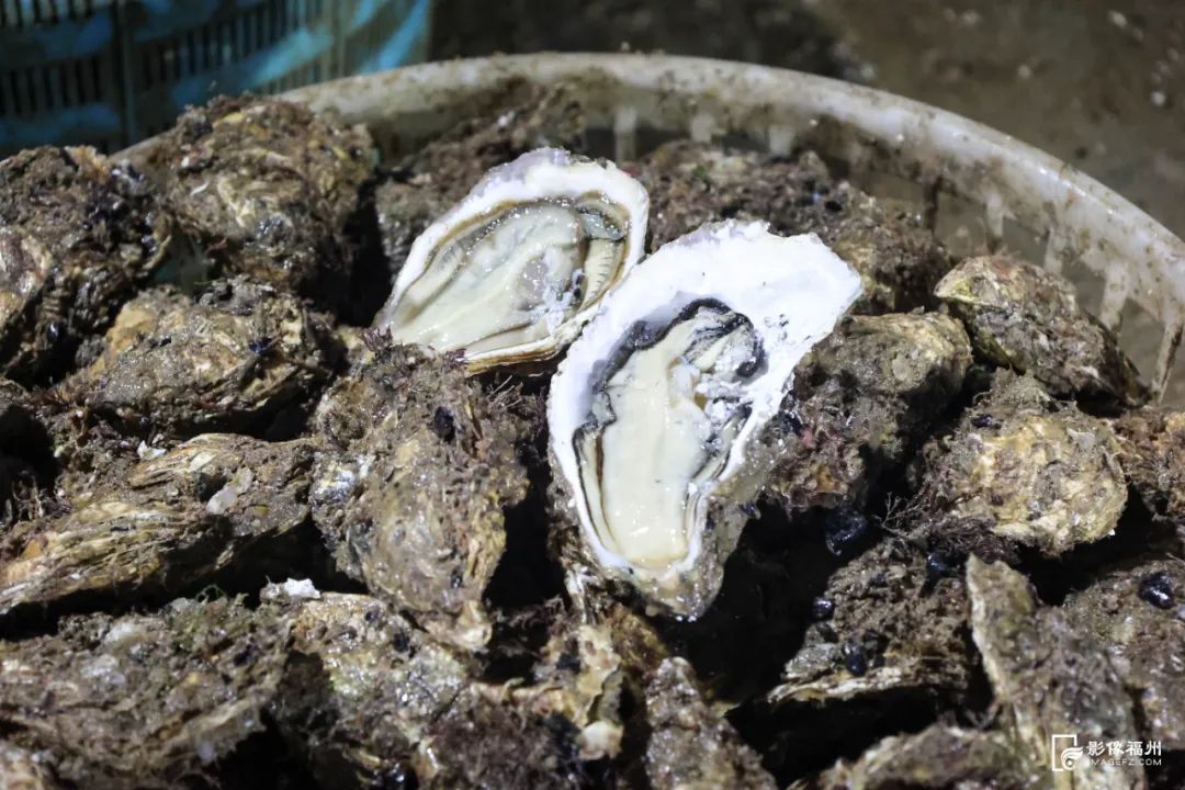 鲜美！“生蚝界白富美”来了！