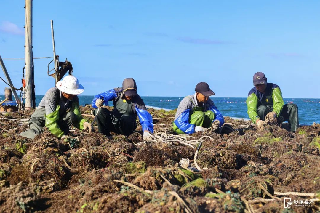 鲜美！“生蚝界白富美”来了！