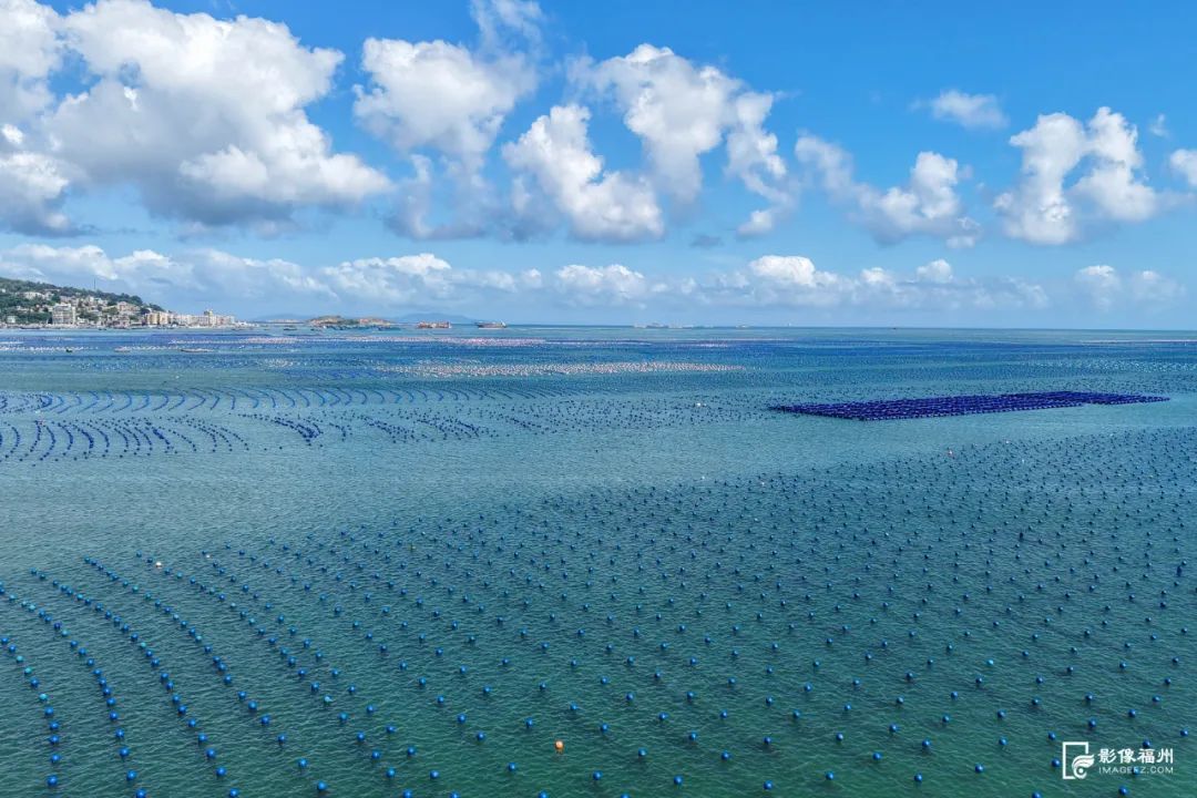 鲜美！“生蚝界白富美”来了！