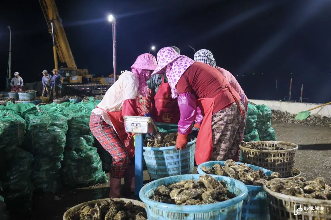 鲜美！“生蚝界白富美”来了！