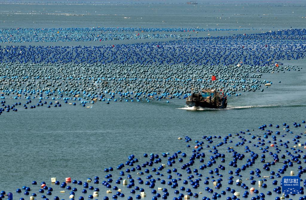 新华社关注连江：深耕“蓝色粮仓” 激活“蓝色动能”