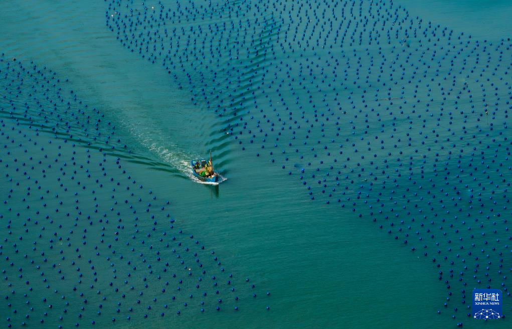 新华社关注连江：深耕“蓝色粮仓” 激活“蓝色动能”