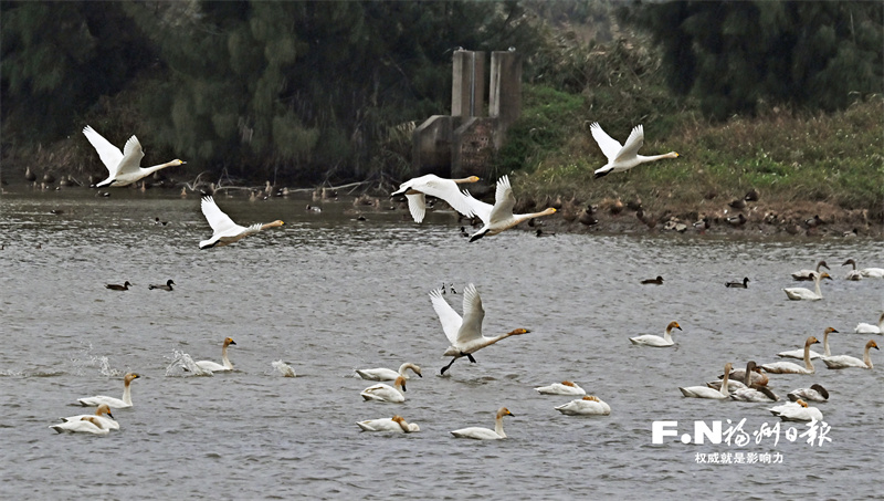 闽江河口湿地2024年“鸟口普查”结果出炉