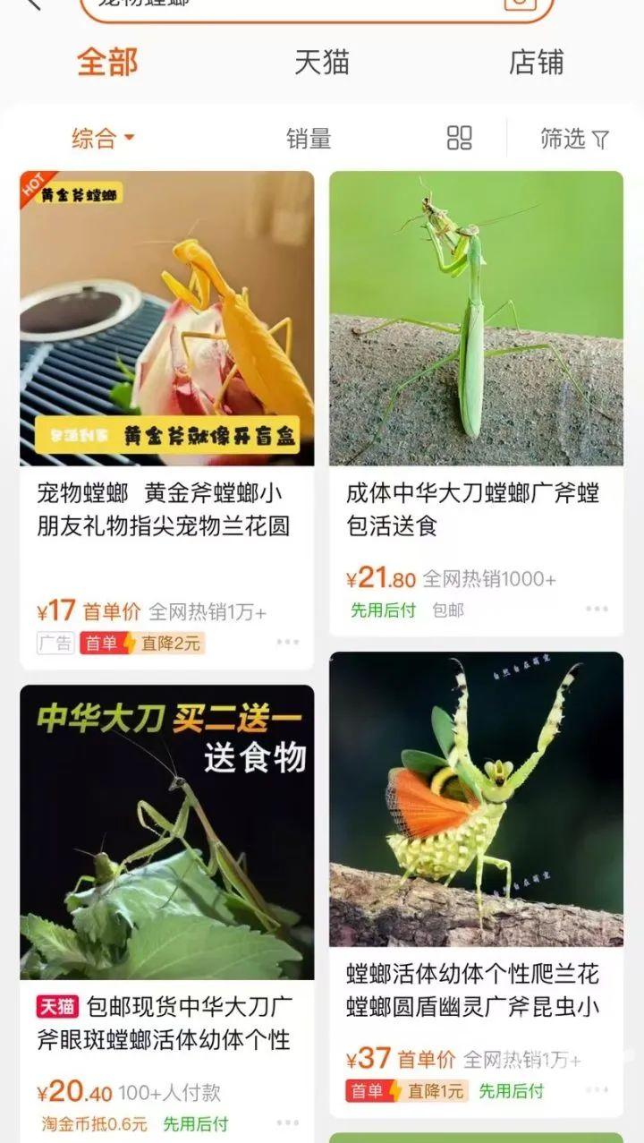 男子误杀邻居宠物螳螂赔偿400元