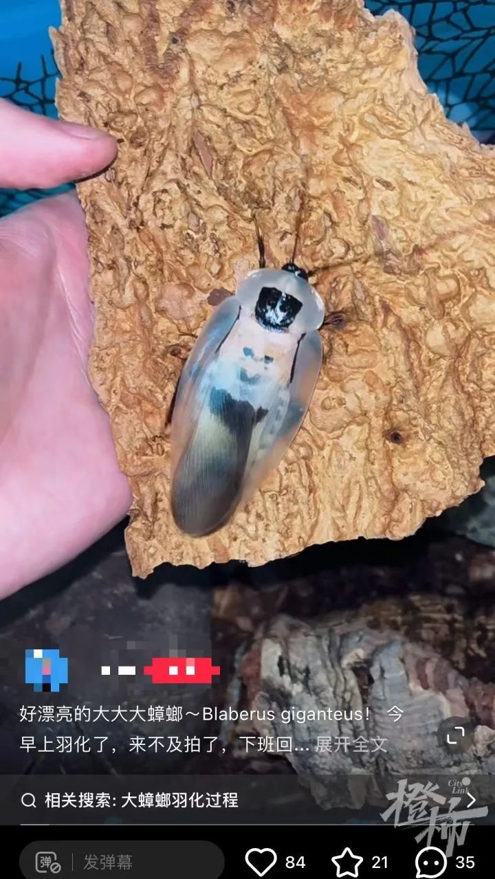 男子误杀邻居宠物螳螂赔偿400元