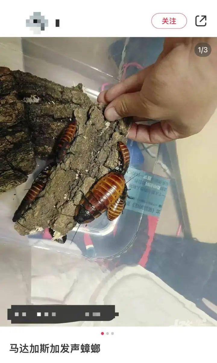 男子误杀邻居宠物螳螂赔偿400元