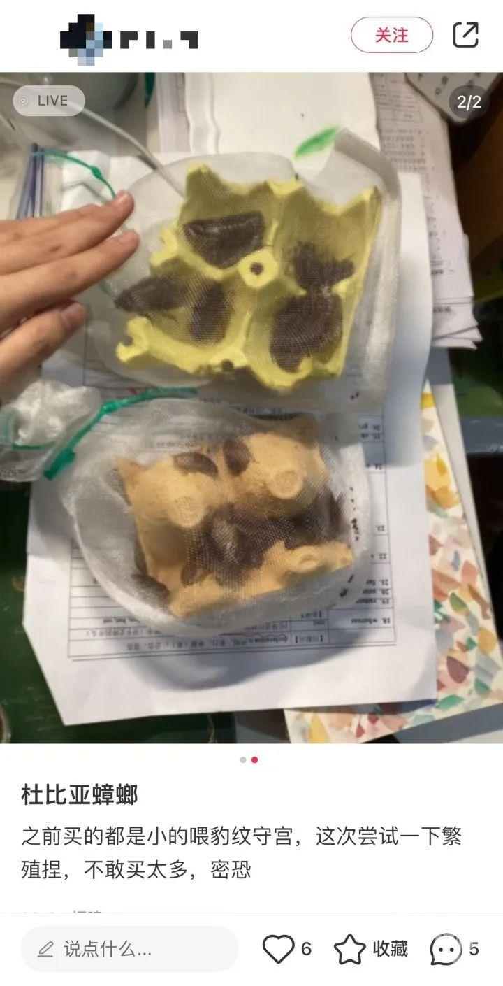 男子误杀邻居宠物螳螂赔偿400元