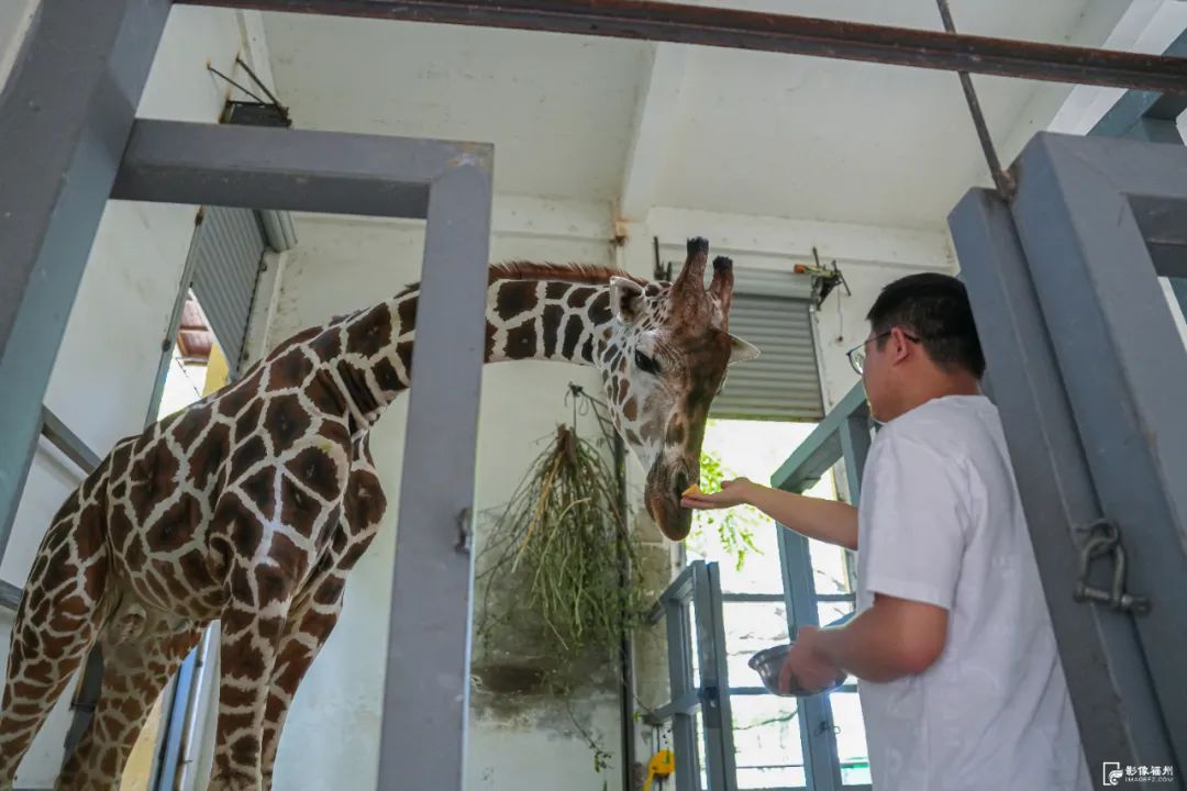 热热热！看福州“毛孩子”如何花样避暑？