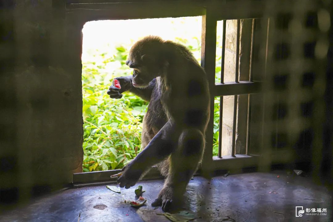 热热热！看福州“毛孩子”如何花样避暑？