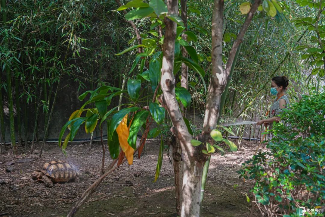 热热热！看福州“毛孩子”如何花样避暑？