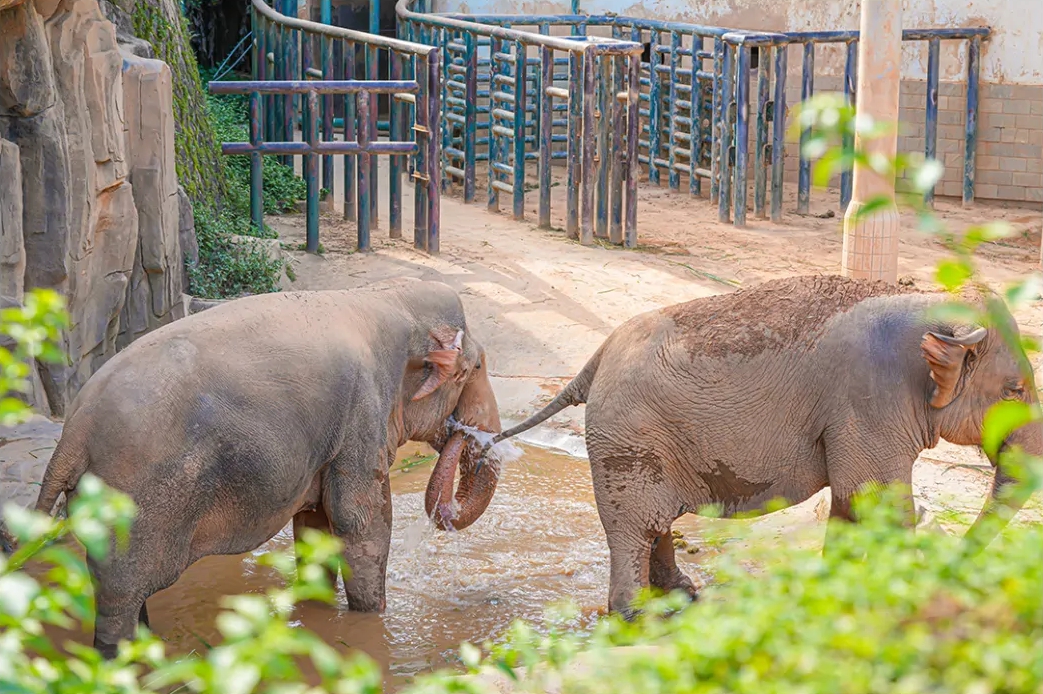 热热热！看福州“毛孩子”如何花样避暑？
