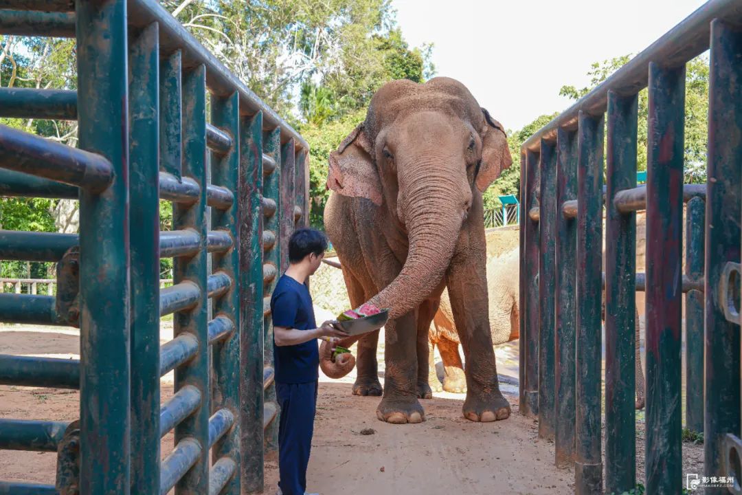 热热热！看福州“毛孩子”如何花样避暑？