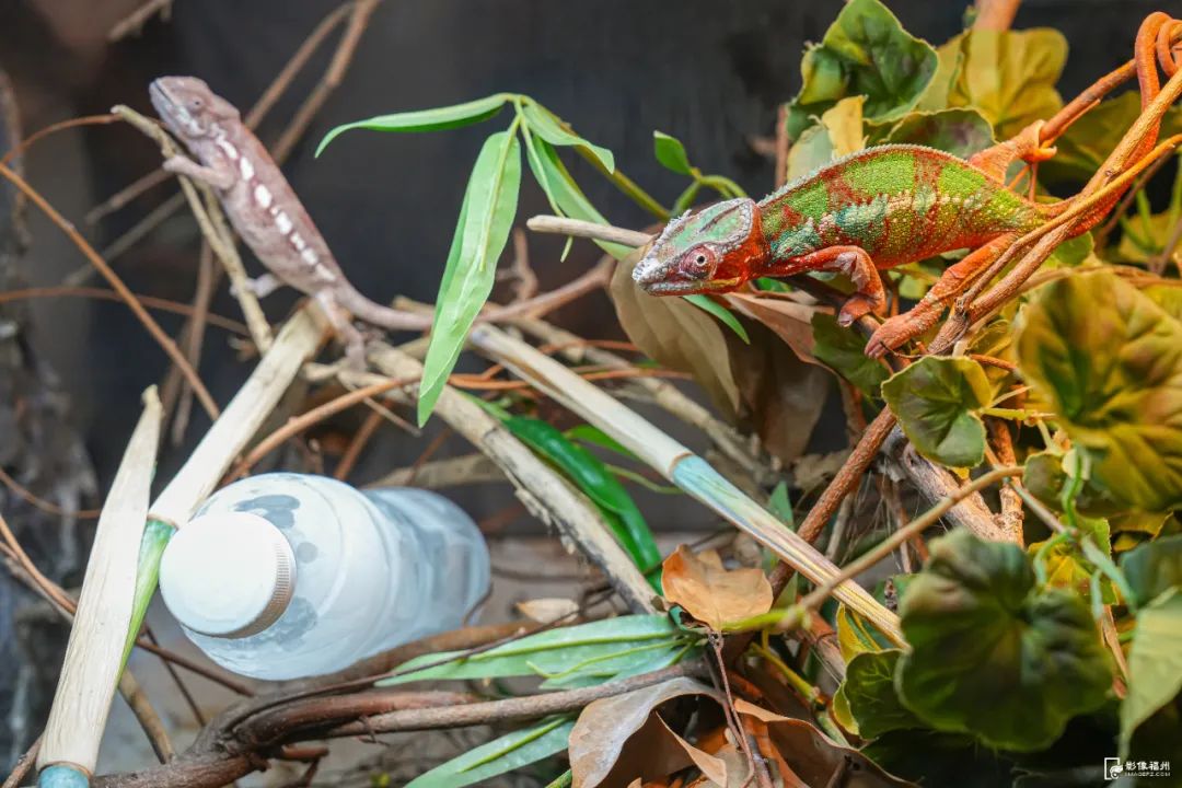 热热热！看福州“毛孩子”如何花样避暑？