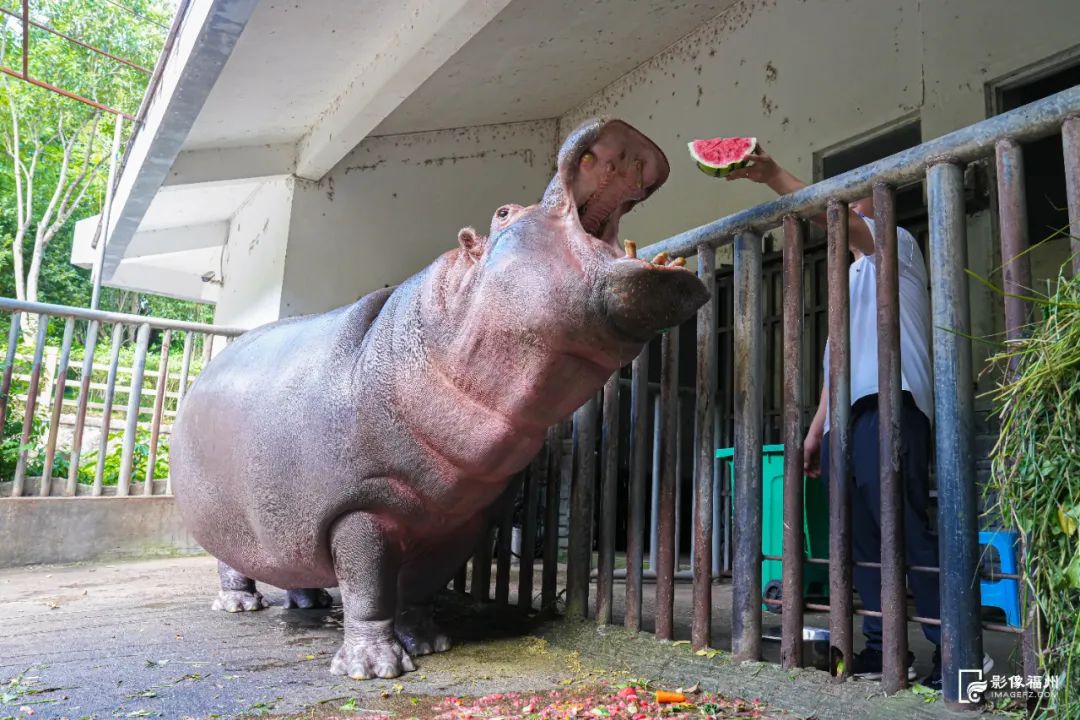 热热热！看福州“毛孩子”如何花样避暑？