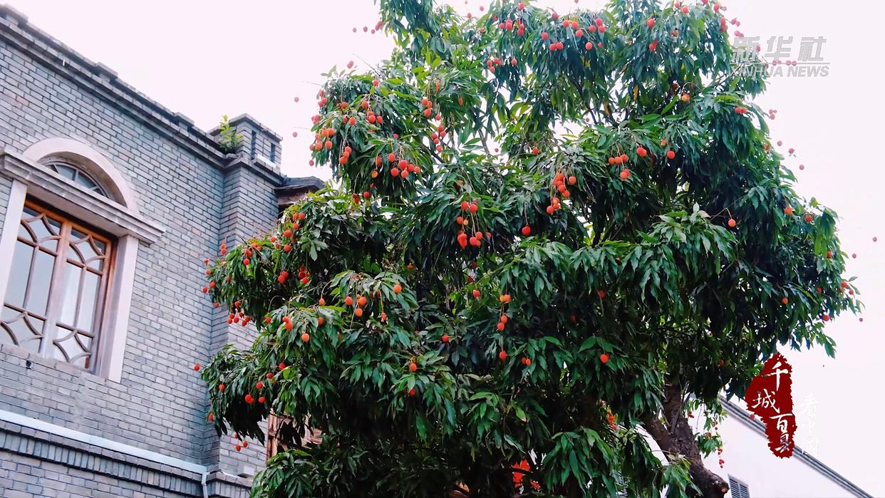 千城百县看中国｜福州鼓楼：荔红映古厝 荷风醉西湖