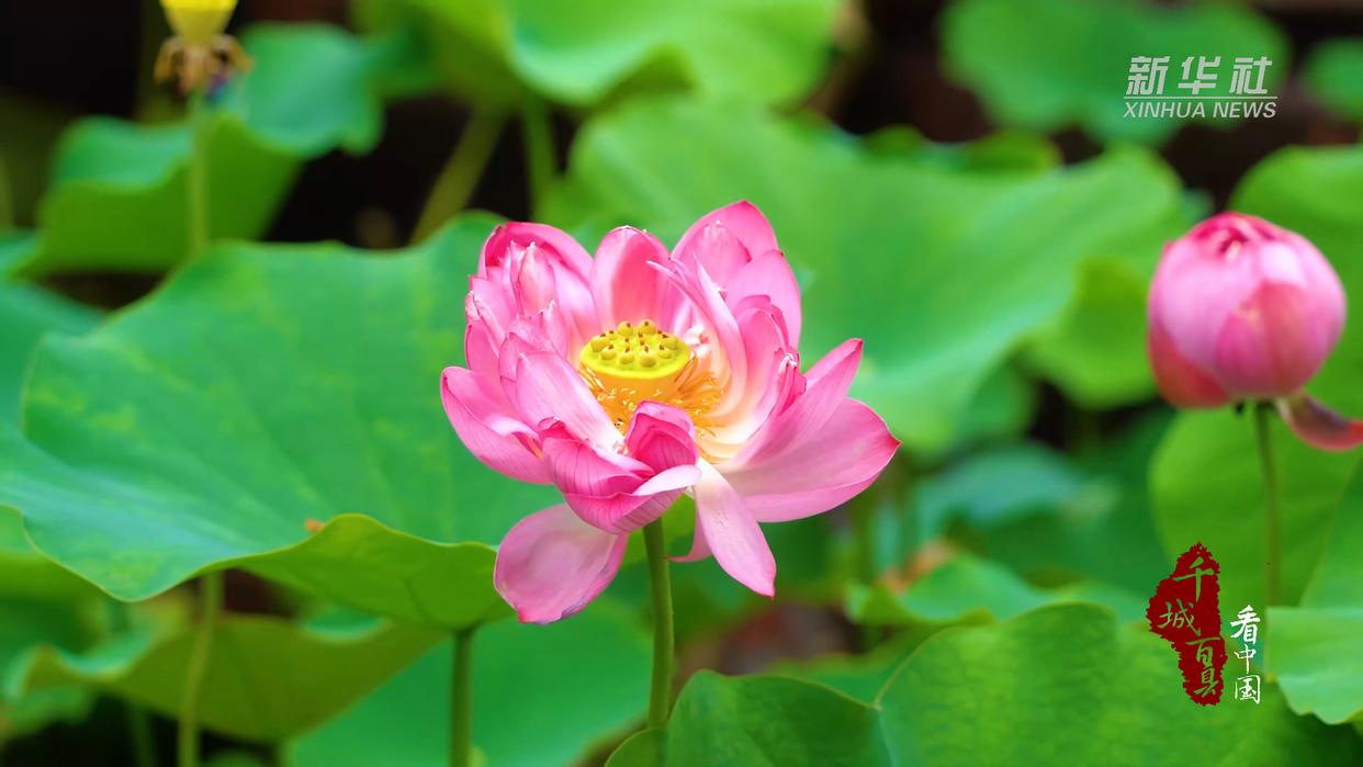 千城百县看中国｜福州鼓楼：荔红映古厝 荷风醉西湖