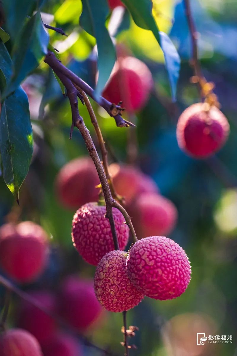 夏天的甜蜜，它知道！