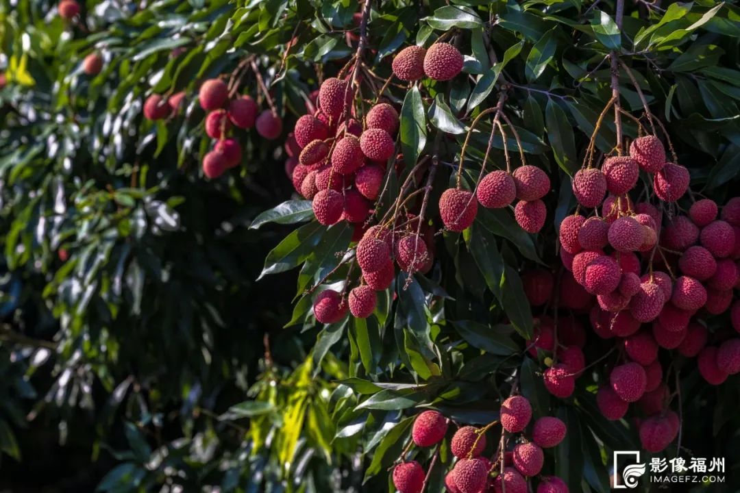 夏天的甜蜜，它知道！