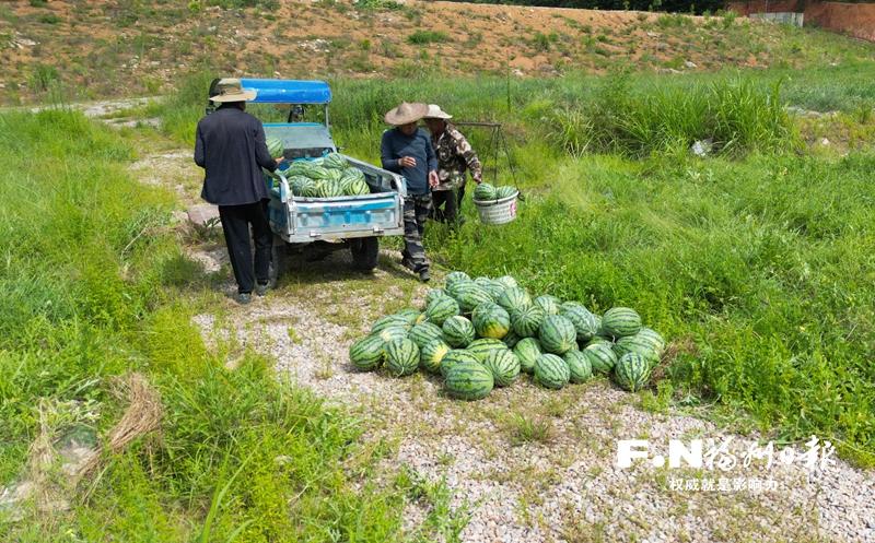 罗源昌西水库相关地块综合治理显成效 弃渣场种出香甜蔬果