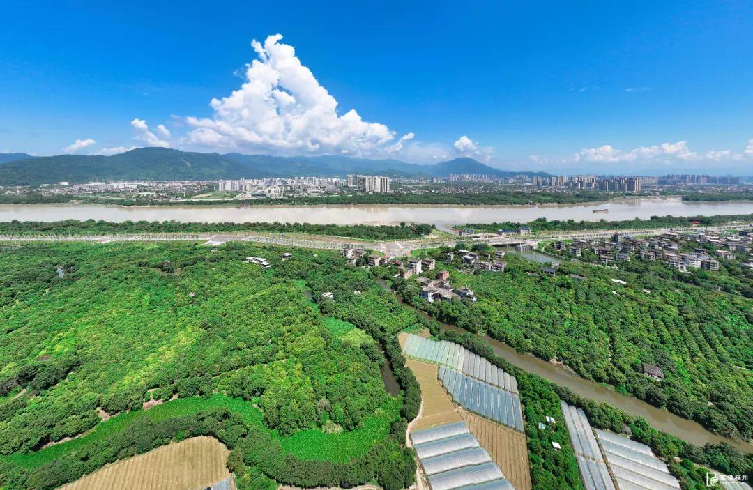 闽侯最大!115万斤!甜蜜上市! 闽侯最大!115万斤!甜蜜上市!