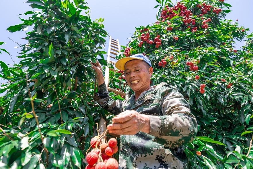 闽侯最大!115万斤!甜蜜上市! 闽侯最大!115万斤!甜蜜上市!