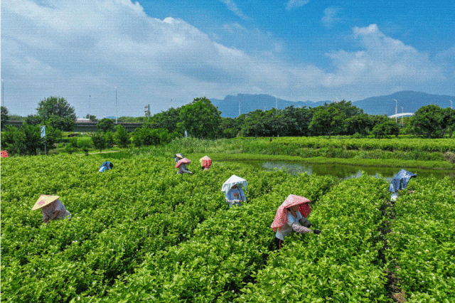 夏日香气！福州茉莉花采收啦！