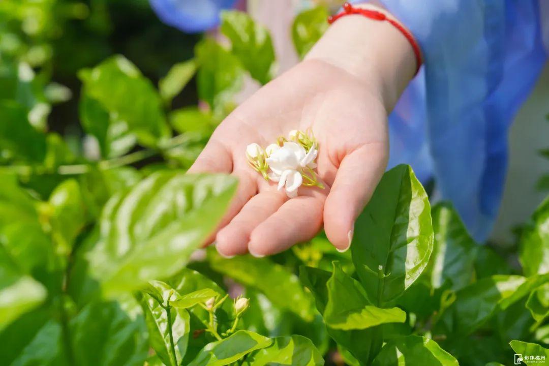 夏日香气！福州茉莉花采收啦！