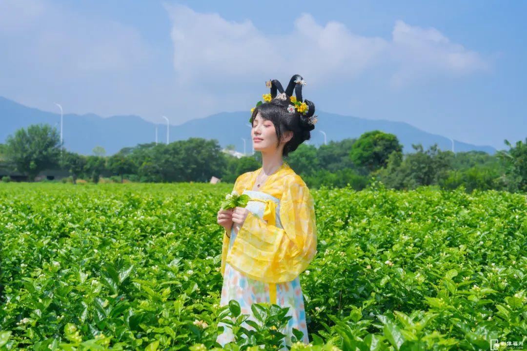 夏日香气！福州茉莉花采收啦！